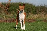 BASENJI 076